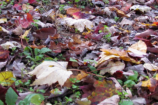fall leaves (I()