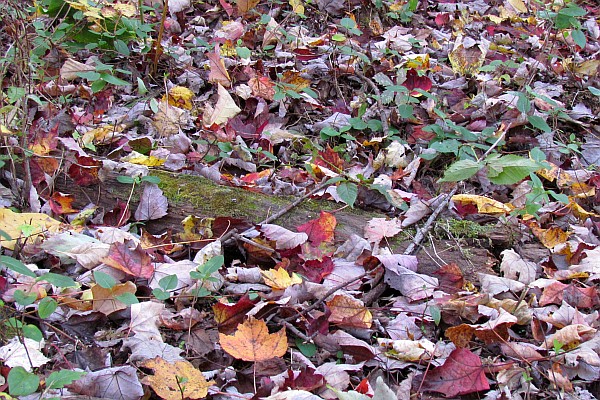 fall leaves (II)