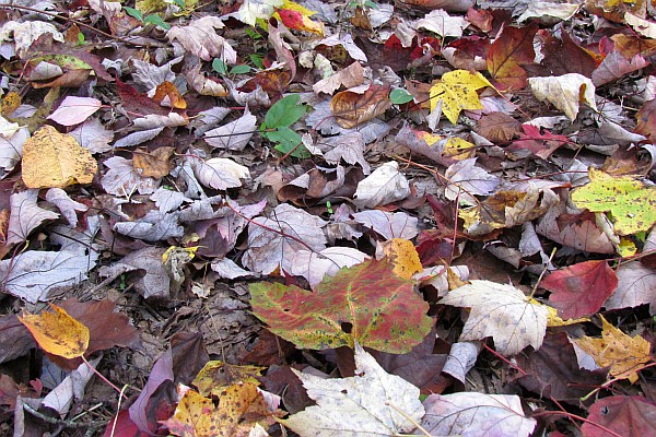 fall leaves (III)