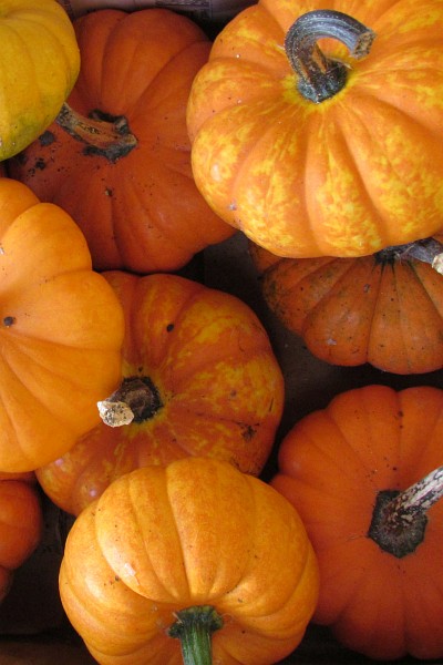 small pumpkins in a box