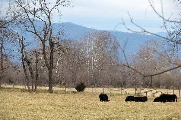 Angus cattle grazing with mountains in background (I)