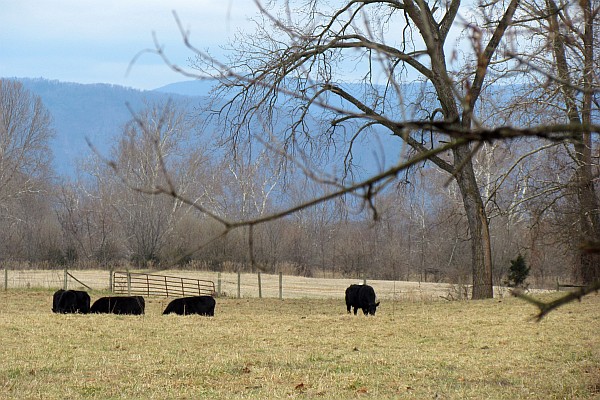 Angus cattle grazing with mountains in background (II)