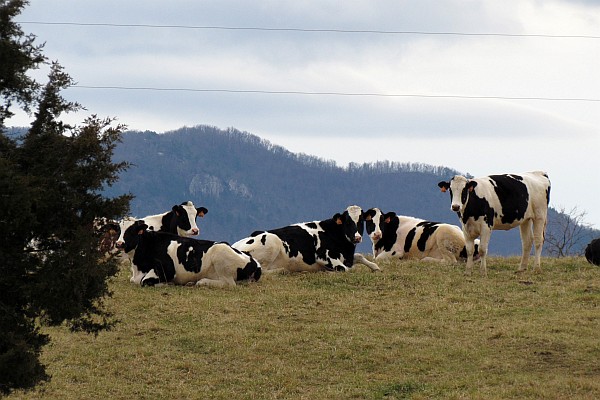 Holstein cattle in a nearbyt farm