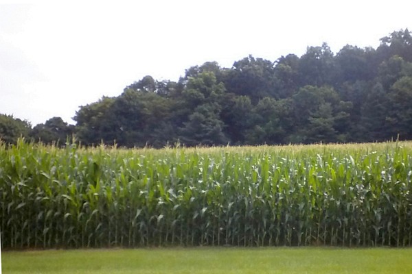 a cornfield near Harrisonburg